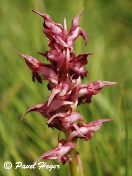 Anacamptis martrinii